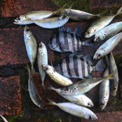 アイゴ3匹(最大40㎝)、ヘダイ2匹(最大26㎝)、グレ13匹(最大25㎝)、サンバソウ2匹、コアジ16匹