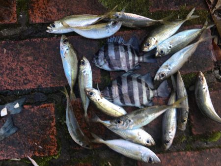 アイゴ3匹(最大40㎝)、ヘダイ2匹(最大26㎝)、グレ13匹(最大25㎝)、サンバソウ2匹、コアジ16匹