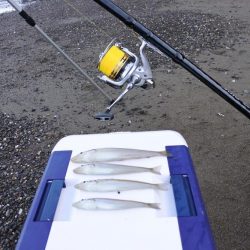 落ちギス釣り　例年に比べて不調