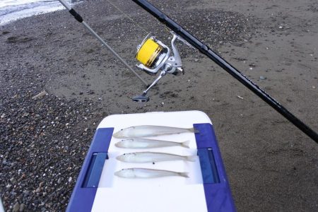 落ちギス釣り　例年に比べて不調