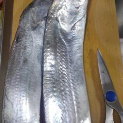 どこに行けば青物がつれるのですか？