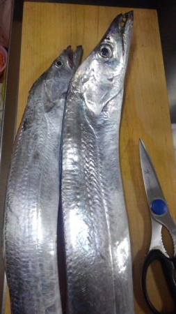 どこに行けば青物がつれるのですか？