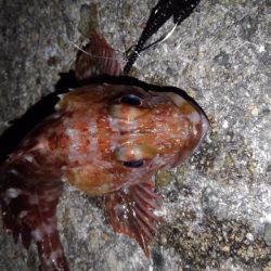 ロックフィッシュ