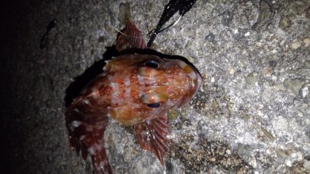 ロックフィッシュ