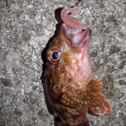 ロックフィッシュ