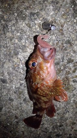 ロックフィッシュ