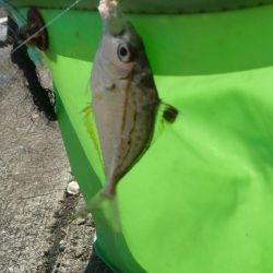 ボウズ逃れのサビキ