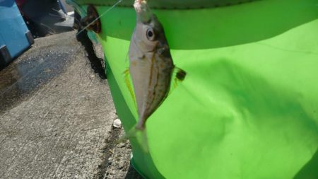 ボウズ逃れのサビキ