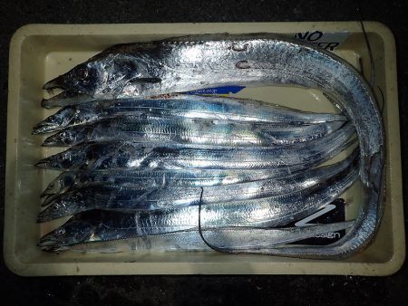 でたっ！120cm超え！！