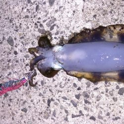 アジのちアオリ