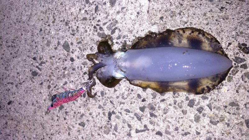 アジのちアオリ