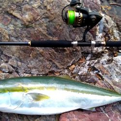 ブリと言っていいよね?