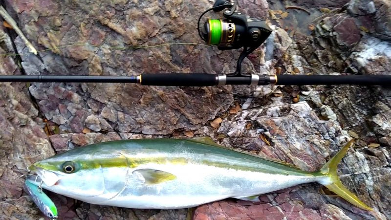 ブリと言っていいよね?