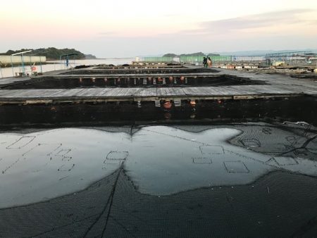 久しぶりの海上釣堀