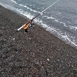 アオリイカ　これからが楽しみです♪♪