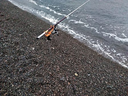 アオリイカ　これからが楽しみです♪♪