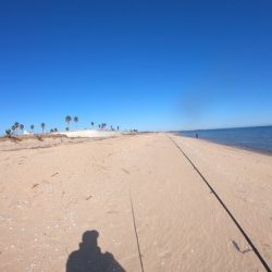 津サーフ ウェーディング マゴチ・ツバス