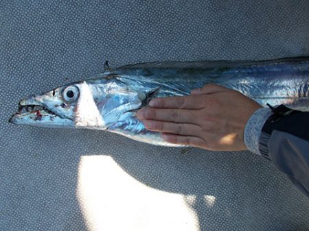 釣友丸 釣果