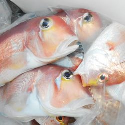 こうゆう丸 釣果