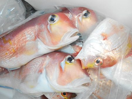 こうゆう丸 釣果