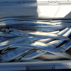 遊漁船 ニライカナイ 釣果