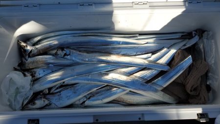 遊漁船 ニライカナイ 釣果