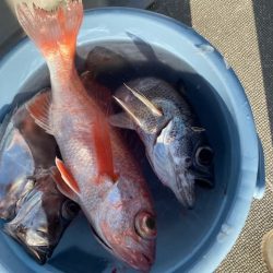 へいみつ丸 釣果