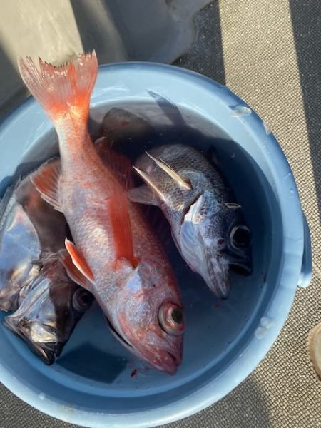 へいみつ丸 釣果