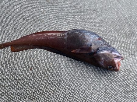 へいみつ丸 釣果