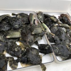 Magic（マジック） 釣果