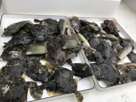 Magic（マジック） 釣果