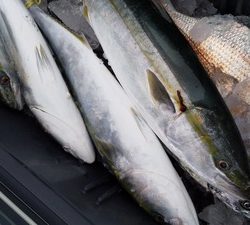 こうゆう丸 釣果