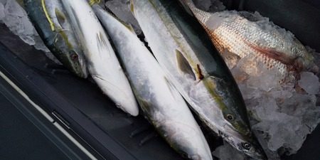 こうゆう丸 釣果