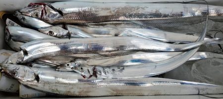 遊漁船 ニライカナイ 釣果