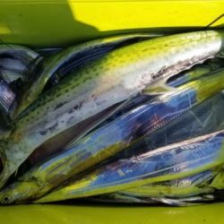 暁〜akatsuki〜 釣果