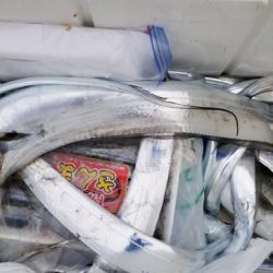 暁〜akatsuki〜 釣果