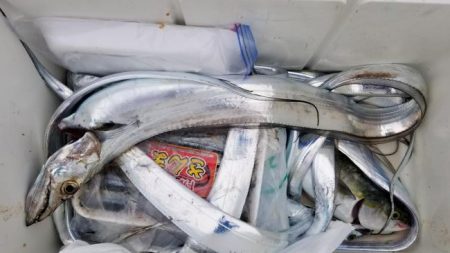 暁〜akatsuki〜 釣果