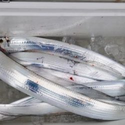 暁〜akatsuki〜 釣果