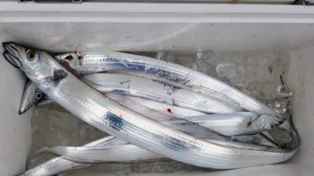 暁〜akatsuki〜 釣果