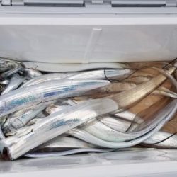 暁〜akatsuki〜 釣果