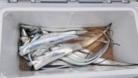 暁〜akatsuki〜 釣果