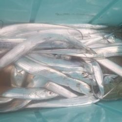 暁〜akatsuki〜 釣果