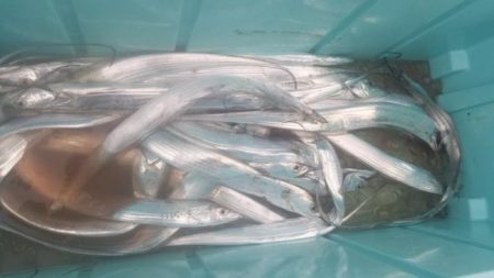 暁〜akatsuki〜 釣果