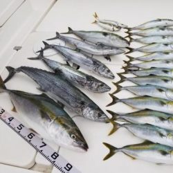 暁〜akatsuki〜 釣果