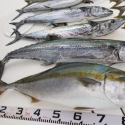 暁〜akatsuki〜 釣果