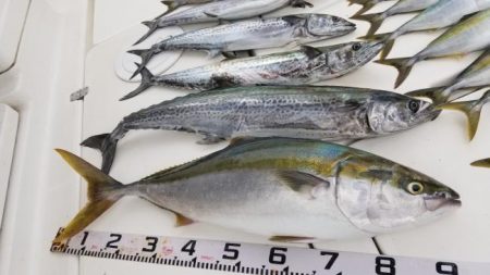 暁〜akatsuki〜 釣果