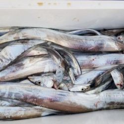 暁〜akatsuki〜 釣果