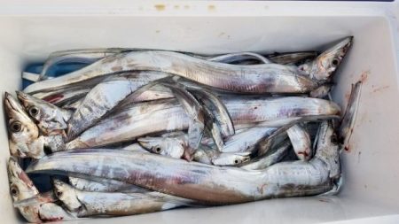 暁〜akatsuki〜 釣果