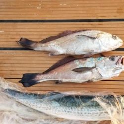 暁〜akatsuki〜 釣果