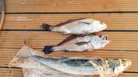 暁〜akatsuki〜 釣果